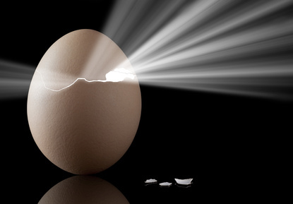 Egg Transformation